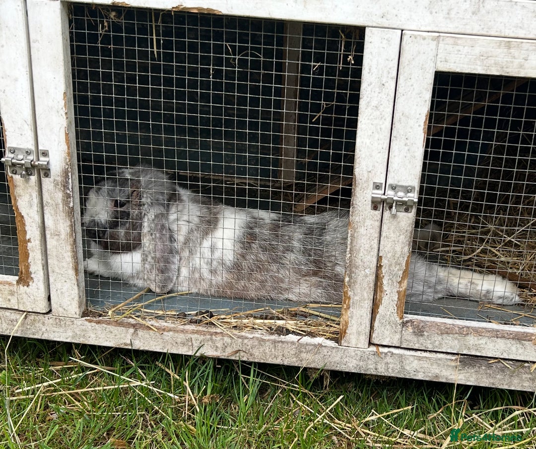 Mixed Breed rabbits for sale: male rabbit looking for new home  - Advert 3