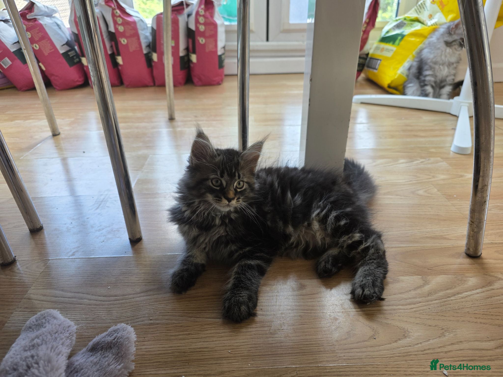 Maine Coon cats Ready now adorable maine coon Kittens 4bs & 1g - Advert 2
