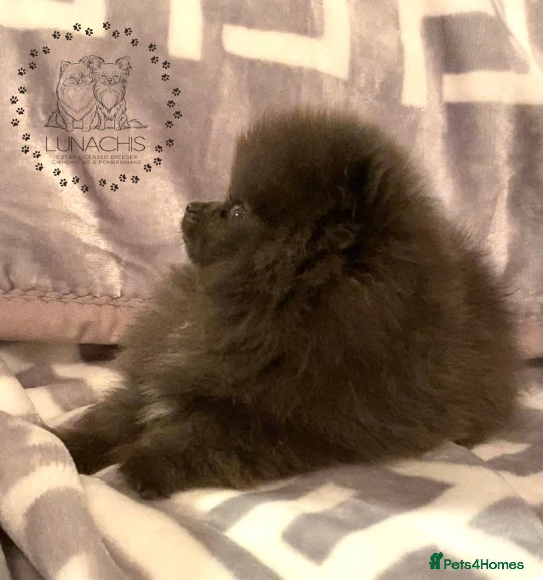 Pomeranian dogs for sale: Stunning Pomeranian puppies - Advert 6