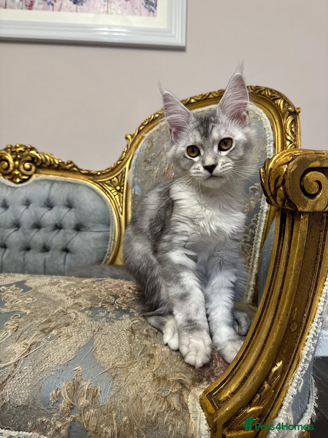 Maine Coon cats for sale: XXL Russian bloodline Maine Coon Kittens 20+Gen!🏆 - Image 14