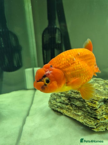 Fancy Goldfish fish - Advert 4