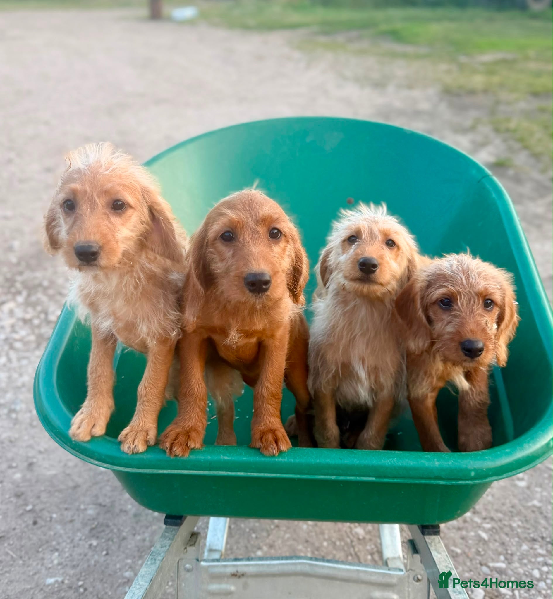 Labradoodle dogs Mini Labradoodle Puppies  - Advert 1