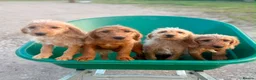 Labradoodle dogs for sale: Adorable Small Labradoodle Puppies - Advert 2