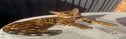 Bengal cats for sale: ⭐️ Ready now- STUNNING TICA REG ⭐️FEMALE BENGAL⭐️ - Advert 23