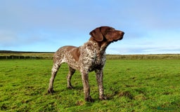German Shorthaired Pointer dogs for stud: German Shorthaired Pointer at stud. in Skipton - Image 5