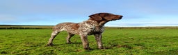 German Shorthaired Pointer dogs for stud: German Shorthaired Pointer at stud. in Skipton - Advert 5