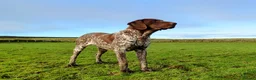 German Shorthaired Pointer dogs for stud: German Shorthaired Pointer at stud. in Skipton - Advert 5