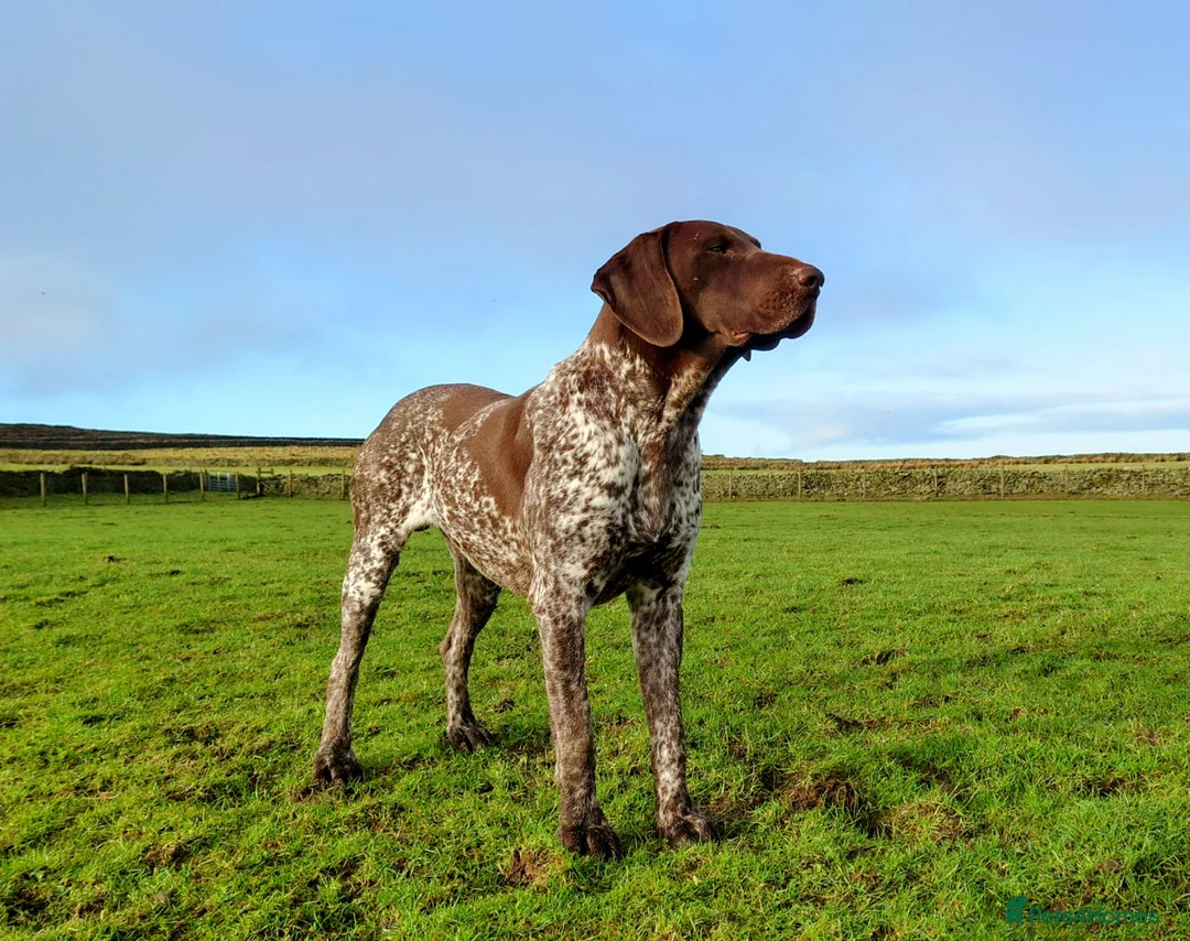 German Shorthaired Pointer dogs for stud: German Shorthaired Pointer at stud. in Skipton - Advert 5