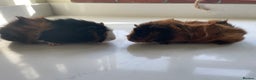 Guinea Pig rodents for sale: Beautiful baby Abyssinian Guinea Pigs - Advert 4