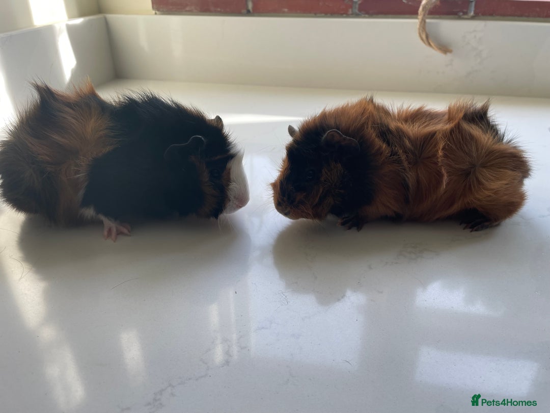 Guinea Pig rodents for sale: Beautiful baby Abyssinian Guinea Pigs - Advert 4