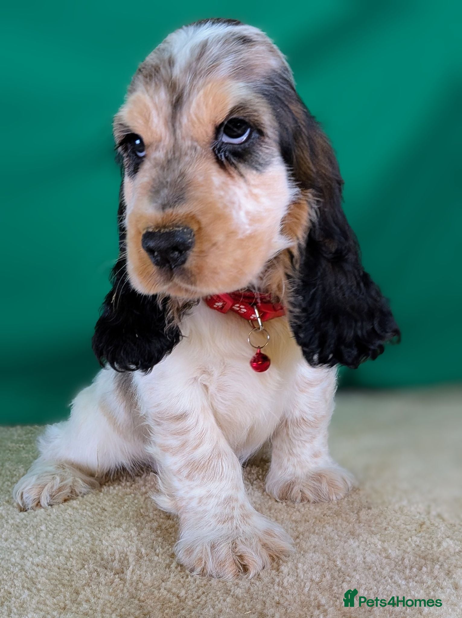 Cocker Spaniel dogs Very Special Show Cocker Spaniel Puppies - Advert 1