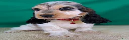Cocker Spaniel dogs for sale: Very Special Show Cocker Spaniel Puppies - Advert 1