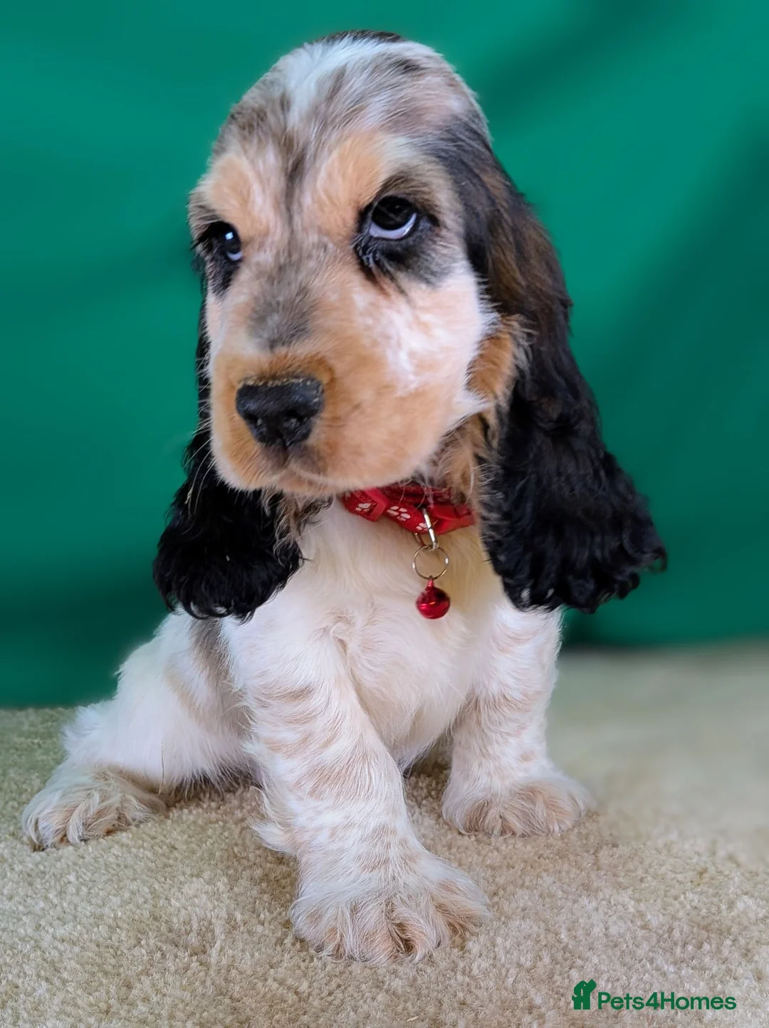 Cocker Spaniel dogs for sale: Very Special Show Cocker Spaniel Puppies - Advert 1