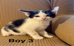 Mixed Breed cats for sale: Adorable mixed breed kittens in Kent! - Image 7