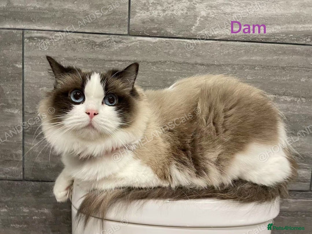 Ragdoll cats for sale: 🐾Stunning Ragdoll Kittens🧬DNA🏆ChampParents🐾 - Image 12