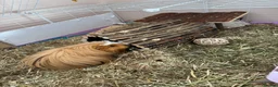 Guinea Pig rodents for sale: 2 Guinea pigs looking for a lovely new home in Chatham - Advert 5