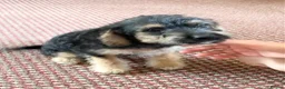 Mixed Breed dogs for sale: Jackchi x Toy poodle Puppies - Advert 10