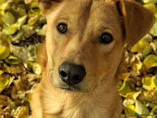 Mixed Breed dogs 💙ARCHIE💙- 9 months Boy Looking For Home ASAP - Advert 2