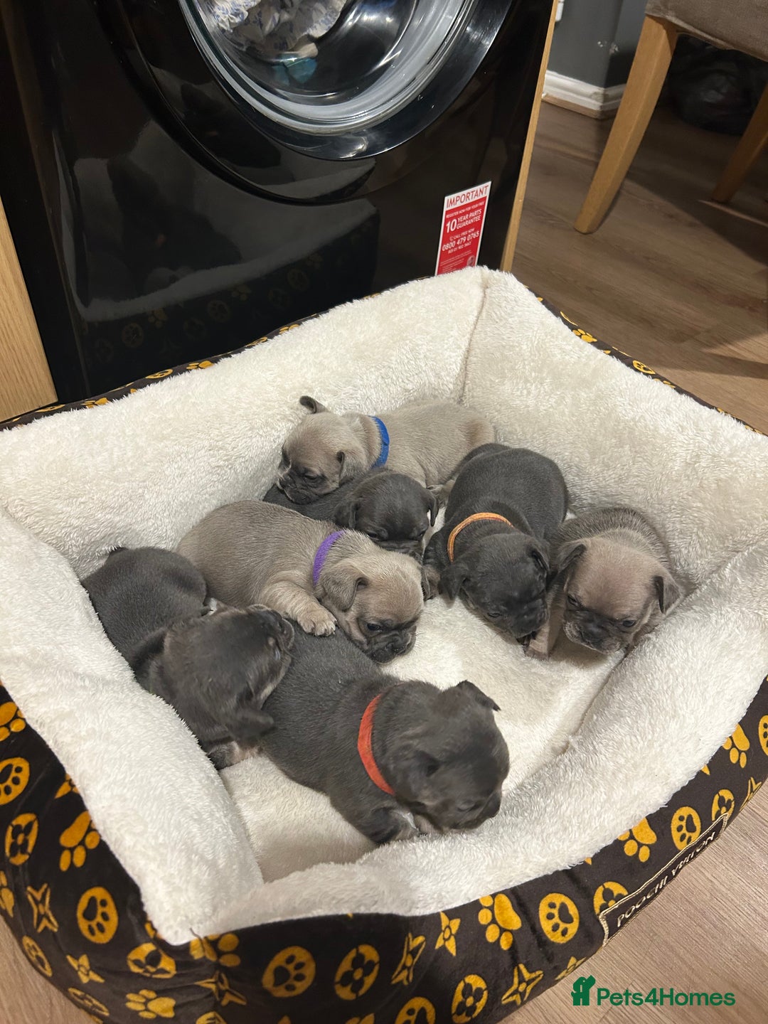 French Bulldog dogs for sale: 5⭐️ french bulldog pups 🐾 - Image 2