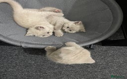 British Shorthair cats for sale: Stunning lilac BSH  - Image 8