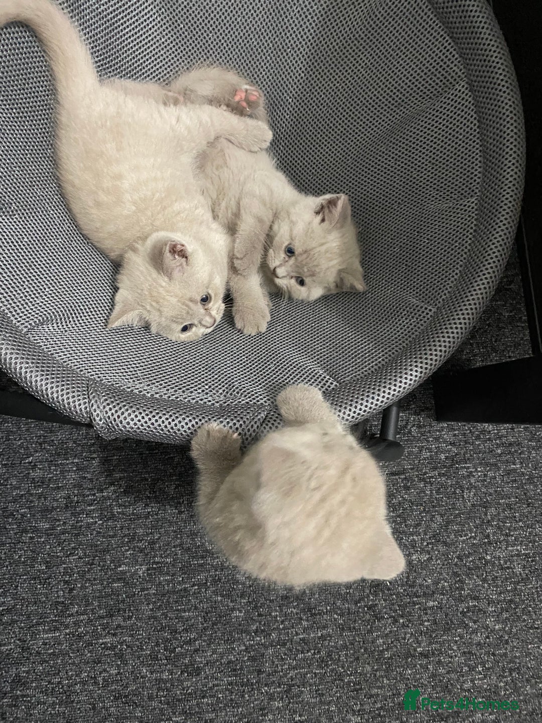 British Shorthair cats for sale: Stunning lilac BSH  - Image 8