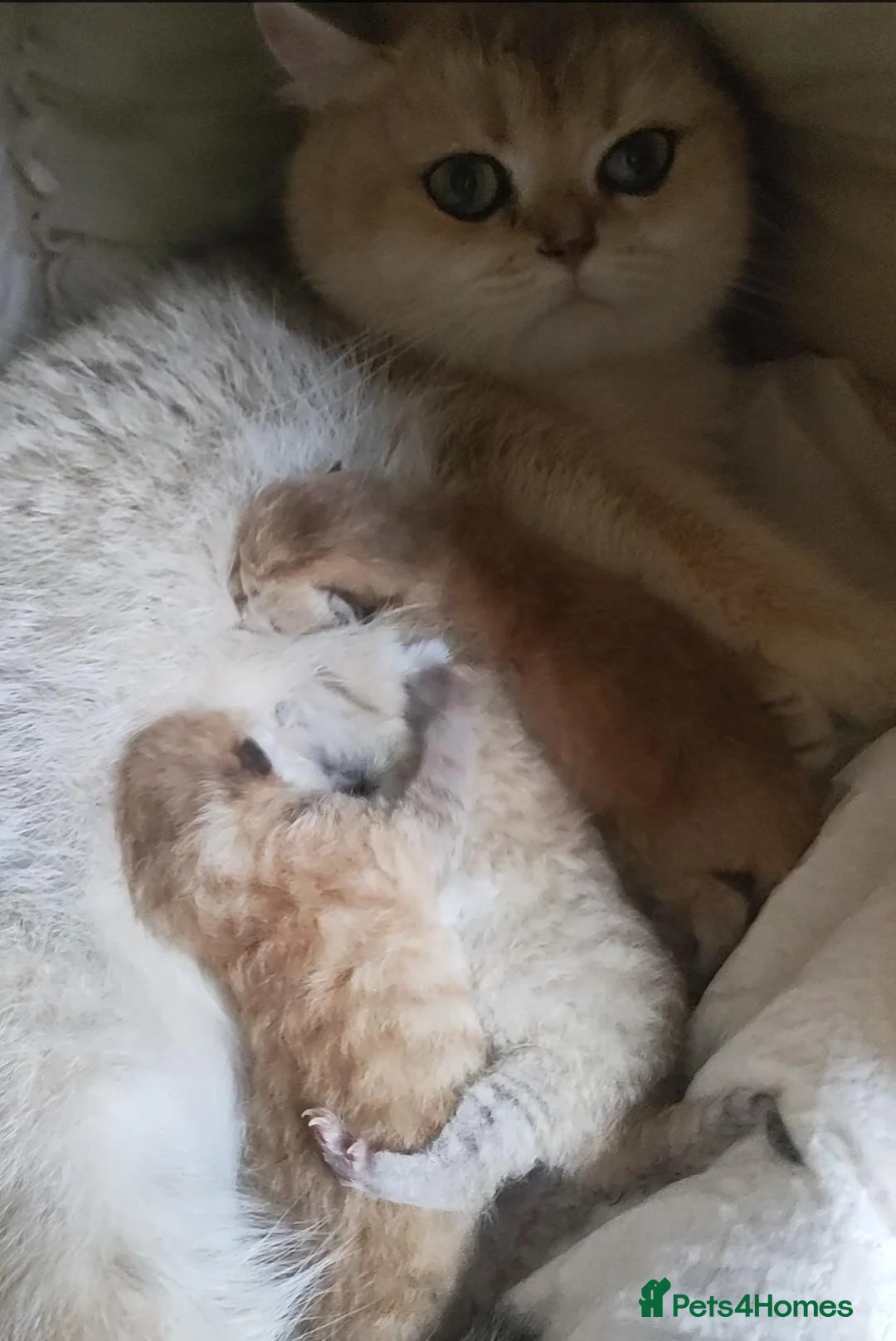 British Shorthair cats for sale: Golden British Short Hair Kitten for sale - Advert 2