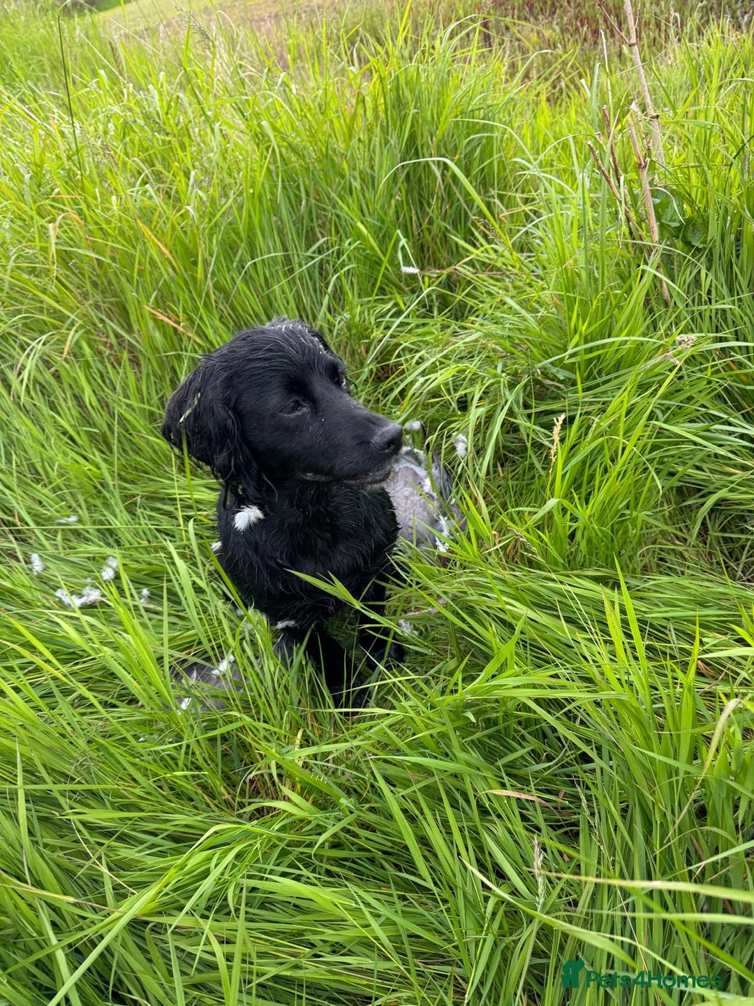 Sprocker dogs for sale: Sprocker pups  - Image 8