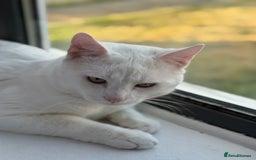 American Shorthair cats for sale: Beautiful 1-Year-Old Full White Male Cat  - Image 11