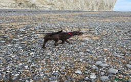 Labrador Retriever dogs for stud: 🐾STUNNING KC REGISTERED CHOCOLATE LAB FOR STUD - Image 4