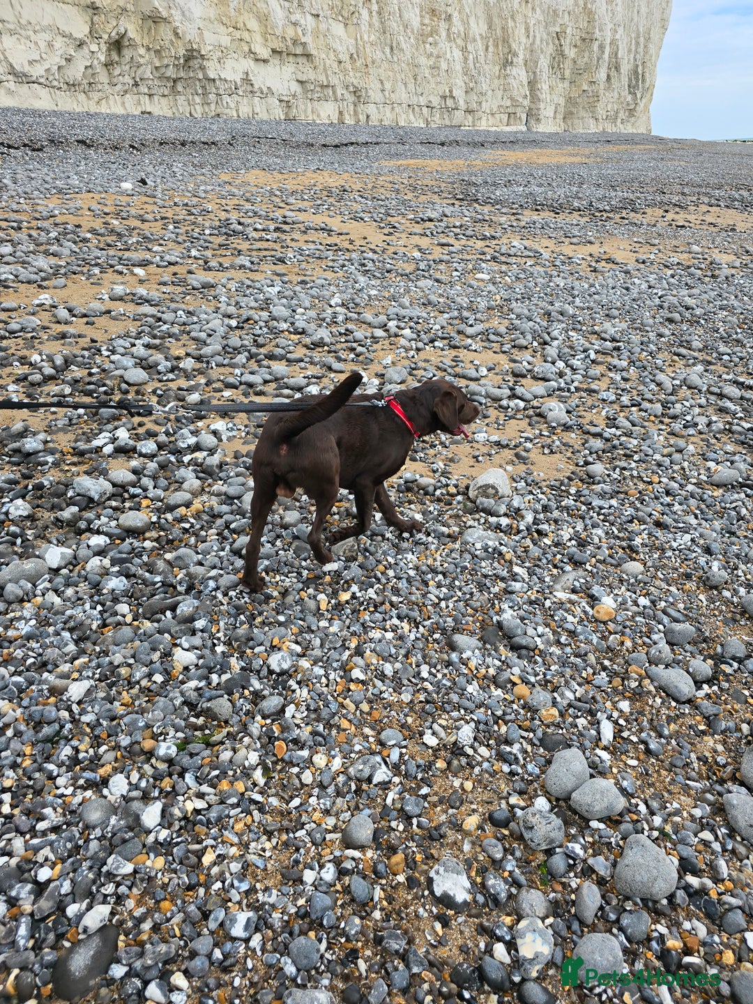 Labrador Retriever dogs for stud: 🐾STUNNING KC REGISTERED CHOCOLATE LAB FOR STUD - Image 4