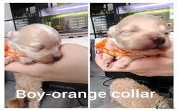 Maltipoo dogs for sale: F1B Toy Maltipoo  - Image 17