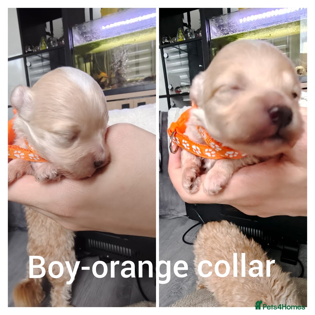 Maltipoo dogs for sale: F1B Toy Maltipoo  - Image 17
