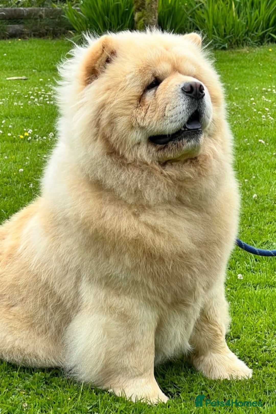 Chow Chow dogs for sale: Chow chow puppies looking for forever homes - Image 3