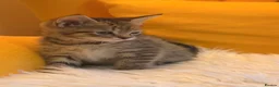 British Shorthair cats for sale: British Shorthair Mix Kittens Girls &Boys  - Advert 7