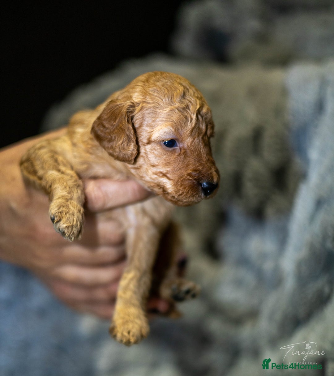 Goldendoodle dogs for sale: Mini Golden doodles - Advert 8