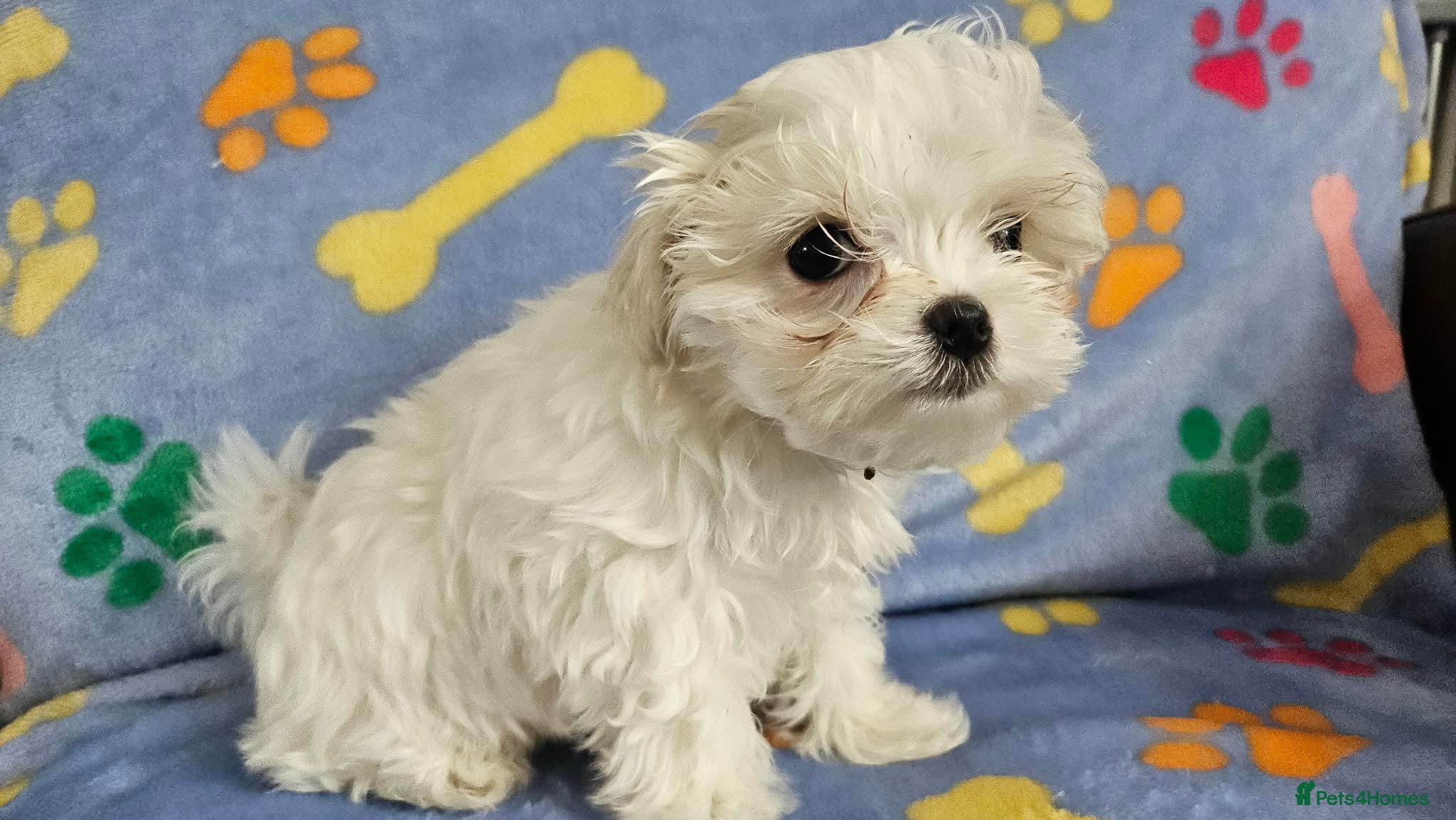 Maltese dogs 🐾 Beautiful Maltese puppy for sale 🐾 - Advert 3