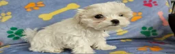 Maltese dogs for sale: 🐾 Beautiful Maltese puppy for sale 🐾 - Advert 1