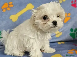 Maltese dogs 🐾 Beautiful Maltese puppy for sale 🐾 - Advert 2