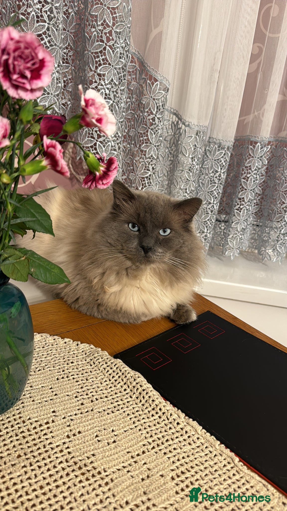 Ragdoll cats Ragoll - Advert 1