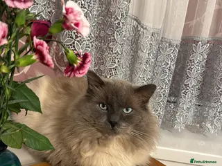 Ragdoll cats Ragoll - Advert 1