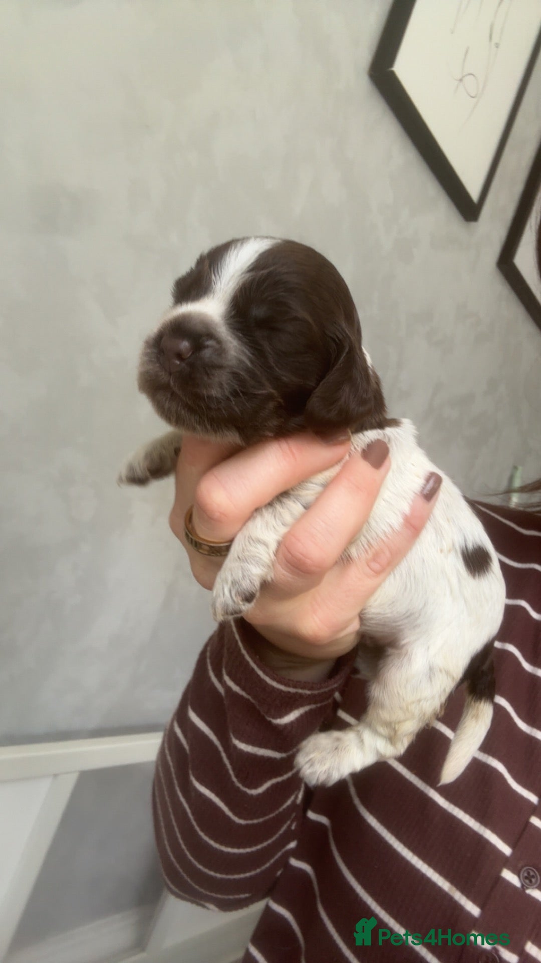 Cocker Spaniel dogs 🤎 KC show cocker spaniels 🤎 - Advert 2