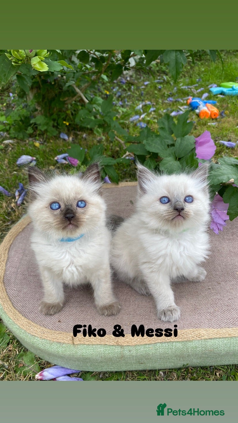 Ragdoll cats Ragdoll Kittens  - Advert 1