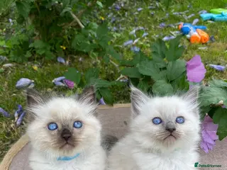 Ragdoll cats Ragdoll Kittens - Advert 1