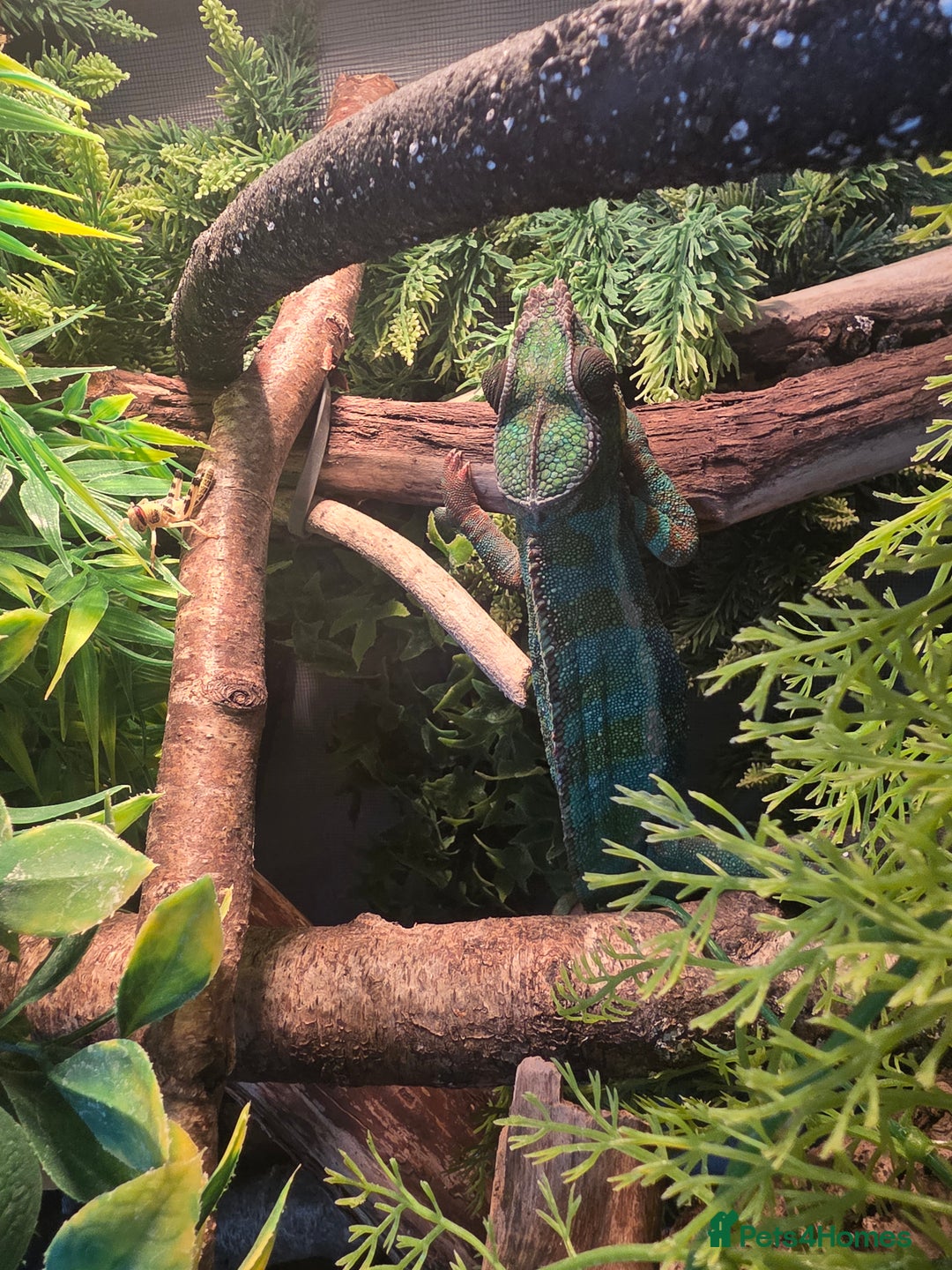 Chameleon reptiles for sale: Nosy B Chameleon  - Advert 5