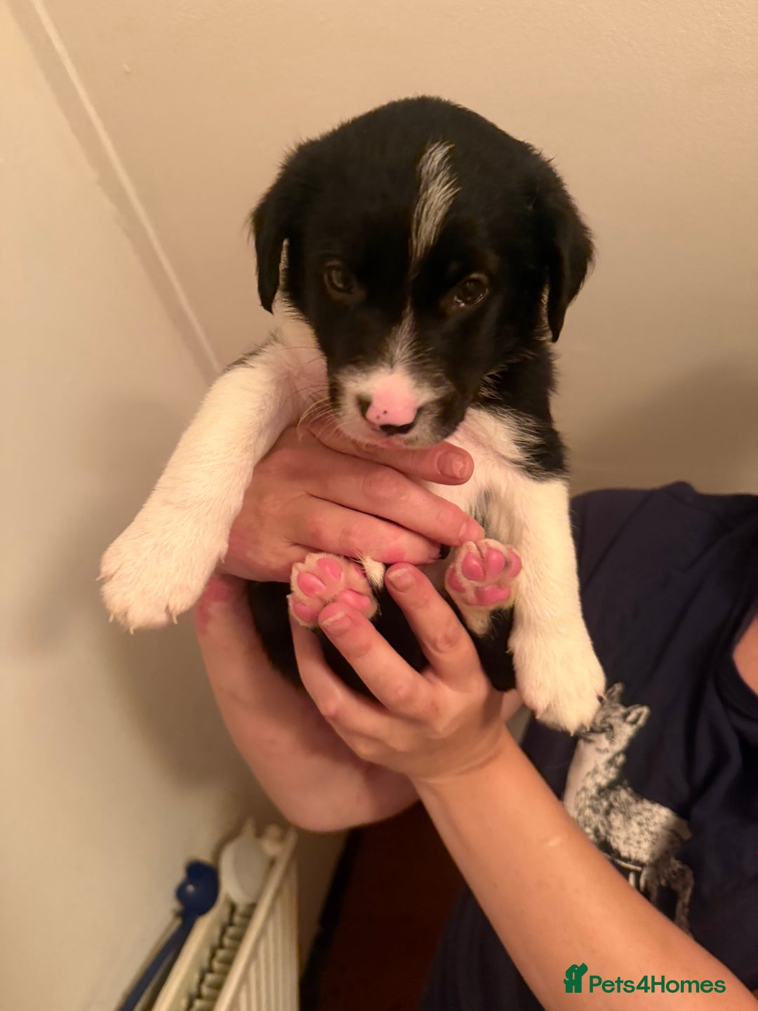 Border Collie dogs for sale: Border collie pups - Image 21
