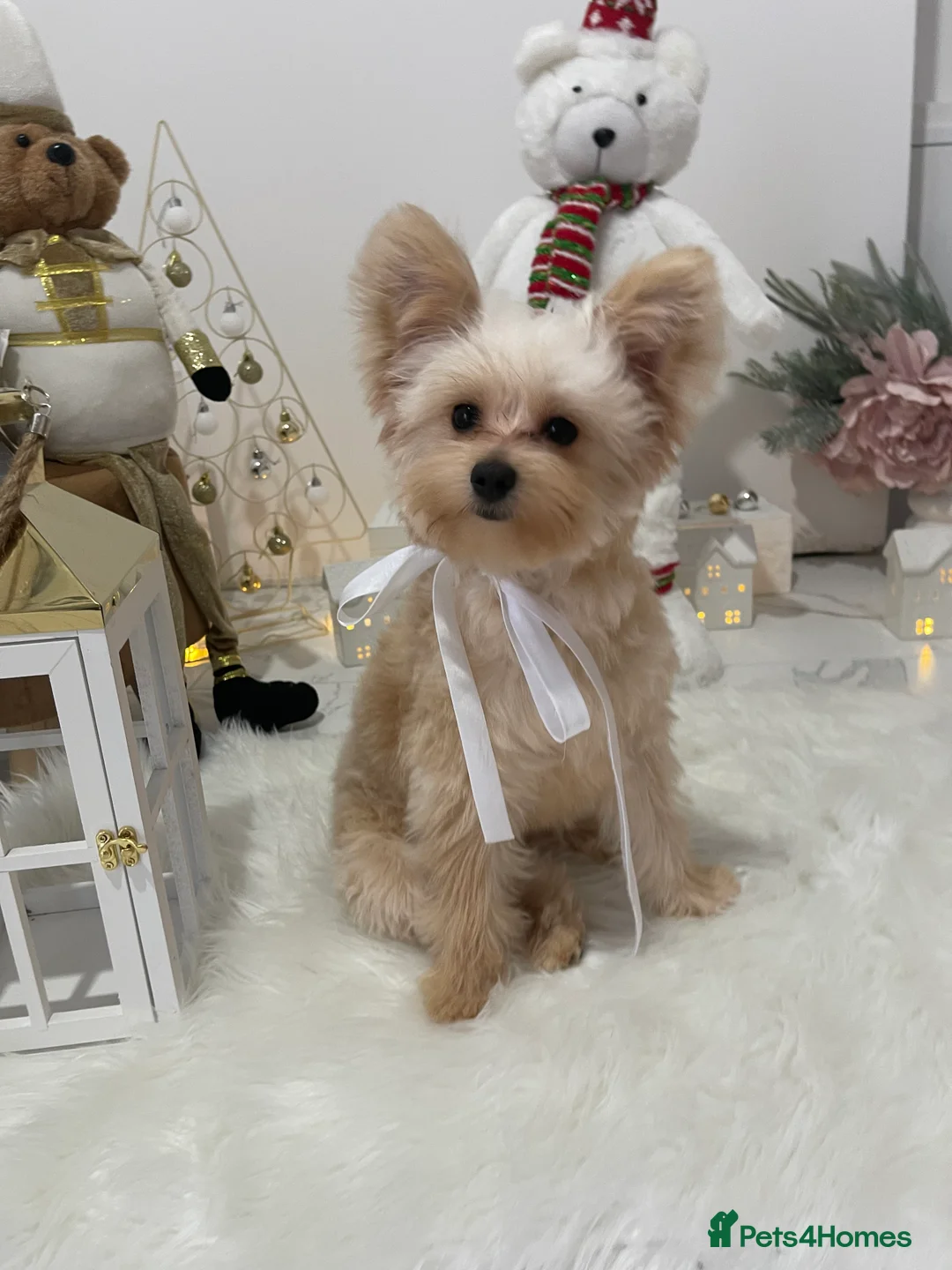 Pomapoo dogs for sale: Pomapoo Girl Lindy (£2000 INC. UK Delivery) - Advert 2