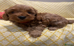 Maltipoo dogs for sale: 💖BEAUTIFUL LICENSED-BRED MALTIPOOS 💖 - Image 14