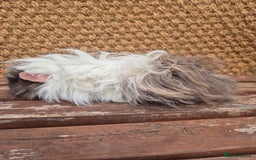 Guinea Pig rodents for sale: Lunkarya boar - Image 4