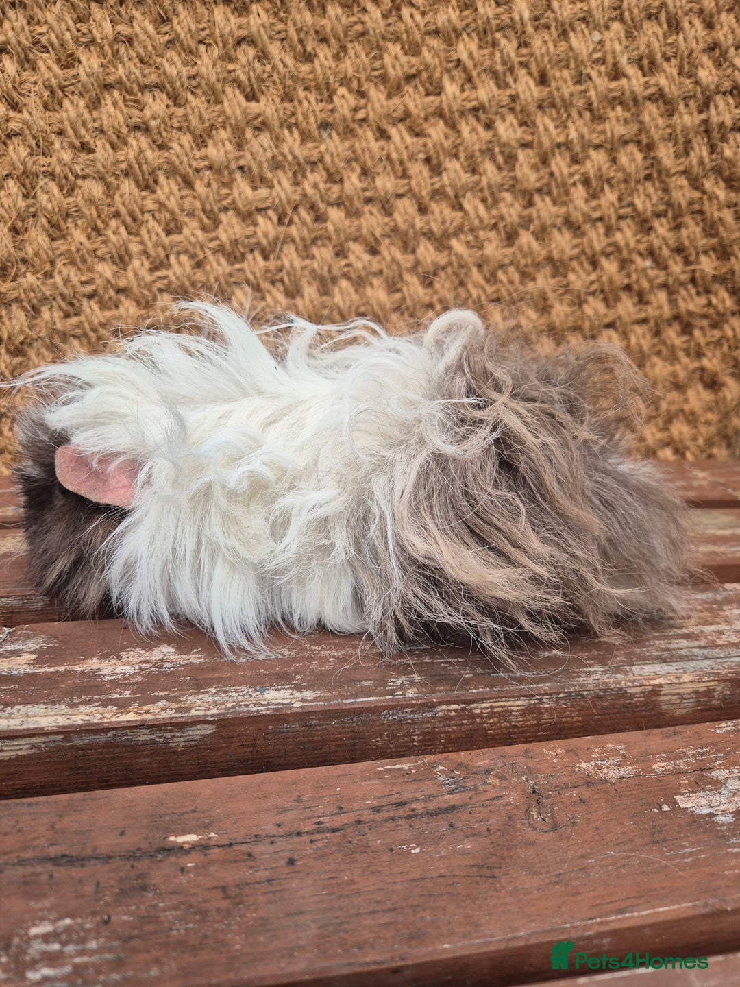 Guinea Pig rodents for sale: Lunkarya boar - Image 4