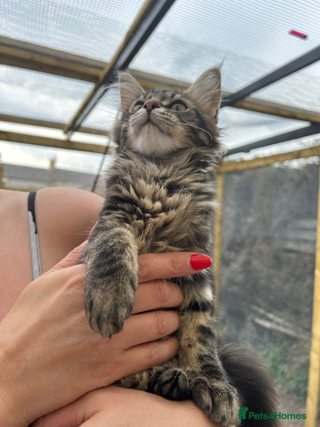 Maine Coon cats for sale: Maine coon kittens - Image 8